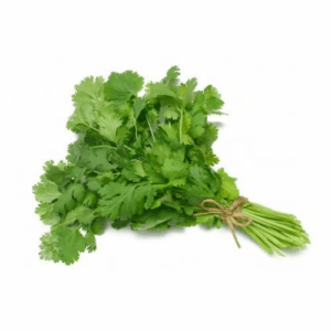 Fresh cilantro bunch with green stems tied with twine, ready for cooking - Coriander Each