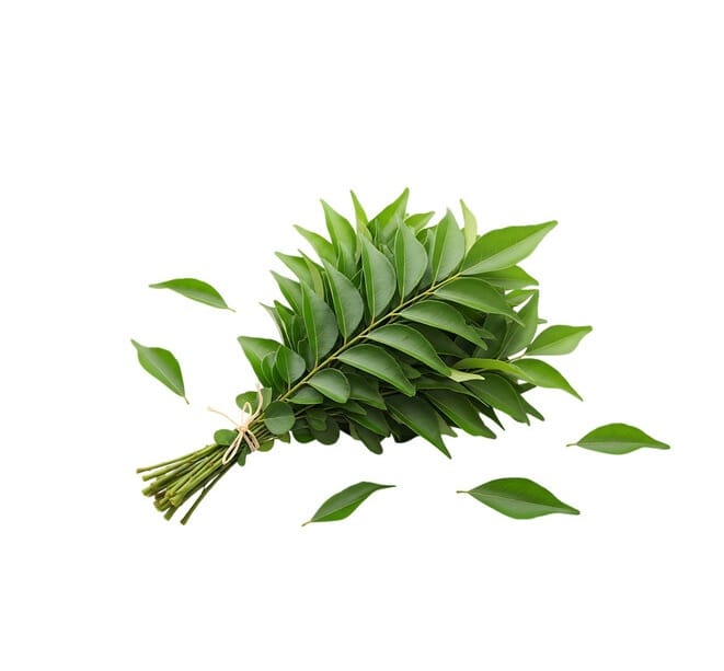 Bundle of fresh green laurel leaves tied with twine at the stems, scattered greenery around it - Curry Leaves Each Bag